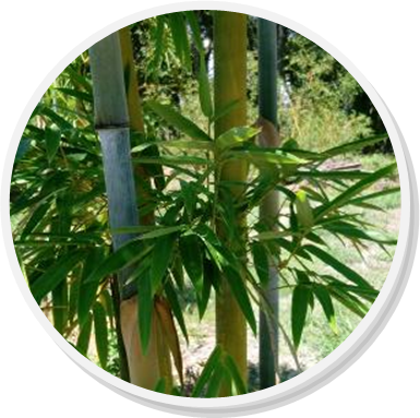 bamboo plants in maitland