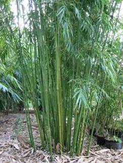 bamboo
